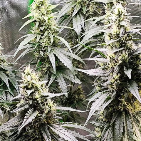 Green Crack CBD growlog timeline photo