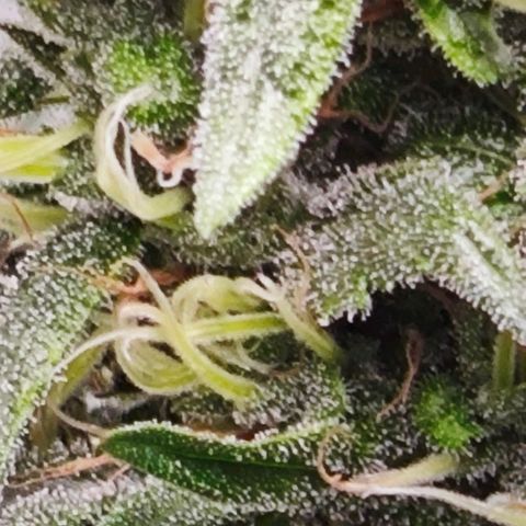 Green Crack CBD growlog timeline photo