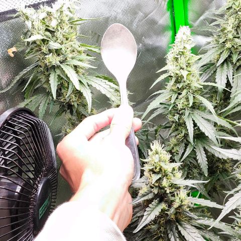 Green Crack CBD growlog timeline photo