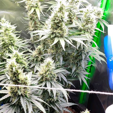 Green Crack CBD growlog timeline photo