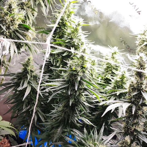 Green Crack CBD growlog timeline photo