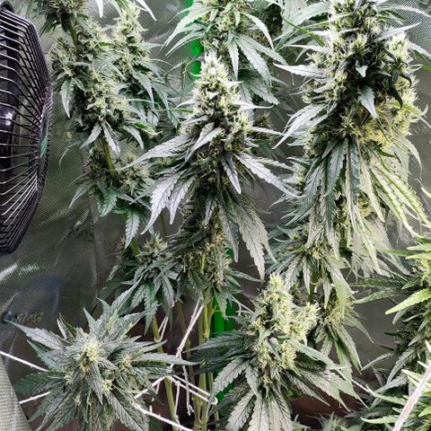 Green Crack CBD growlog timeline photo