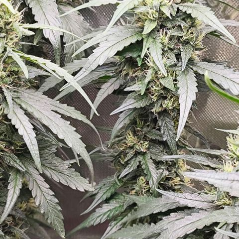 Green Crack CBD growlog timeline photo