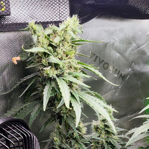 Green Crack CBD growlog timeline photo