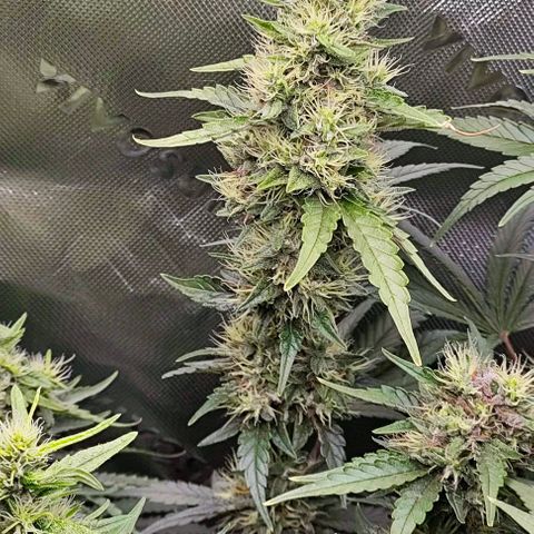 Green Crack CBD growlog timeline photo