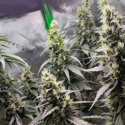 Green Crack CBD growlog timeline photo