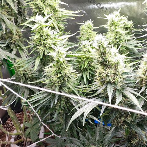 Green Crack CBD growlog timeline photo