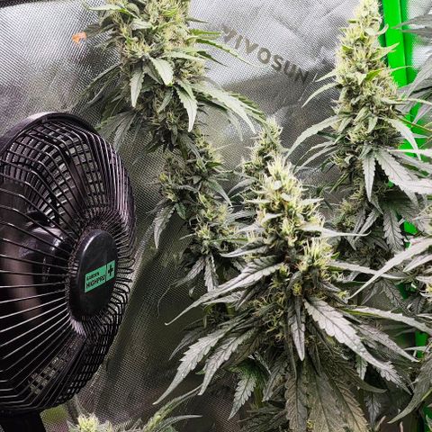 Green Crack CBD growlog timeline photo