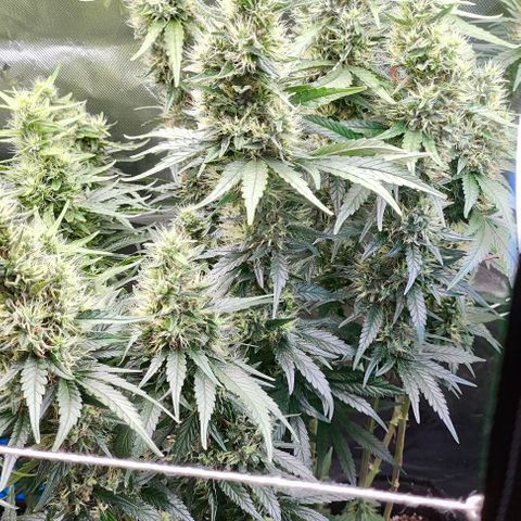 Green Crack CBD growlog timeline photo