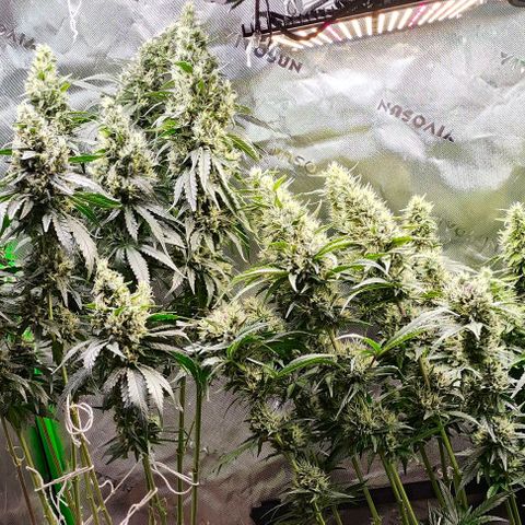 Green Crack CBD growlog timeline photo