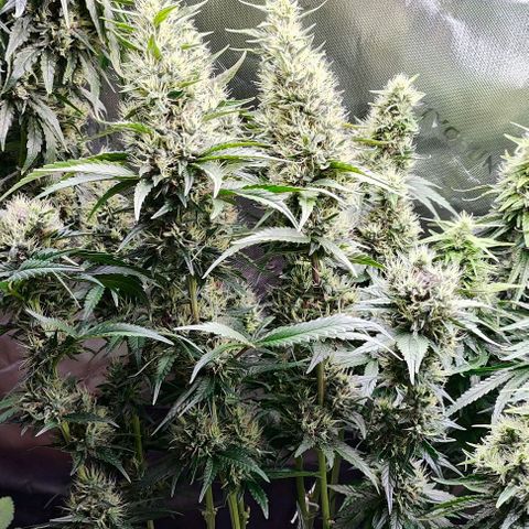 Green Crack CBD growlog timeline photo