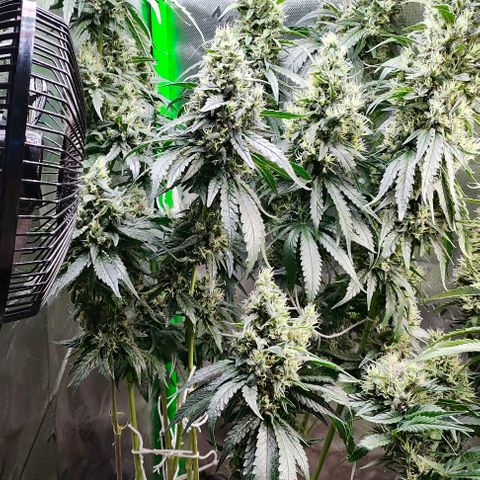 Green Crack CBD growlog timeline photo