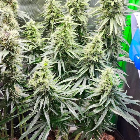 Green Crack CBD growlog timeline photo