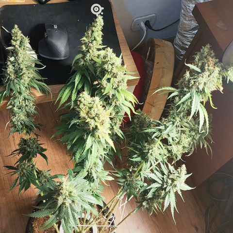 Green Crack CBD growlog timeline photo