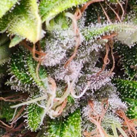 Green Crack CBD growlog timeline photo