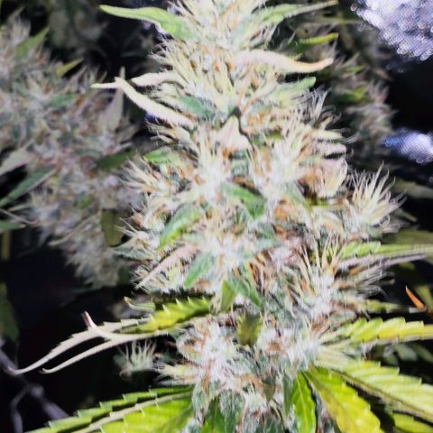 Green Crack CBD growlog timeline photo