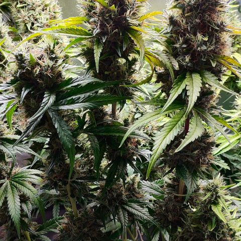 Green Crack CBD growlog timeline photo