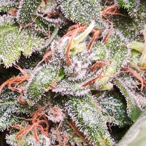 Green Crack CBD growlog timeline photo