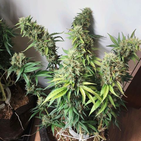 Green Crack CBD growlog timeline photo