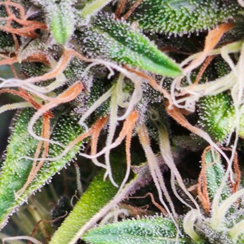 Green Crack CBD growlog timeline photo