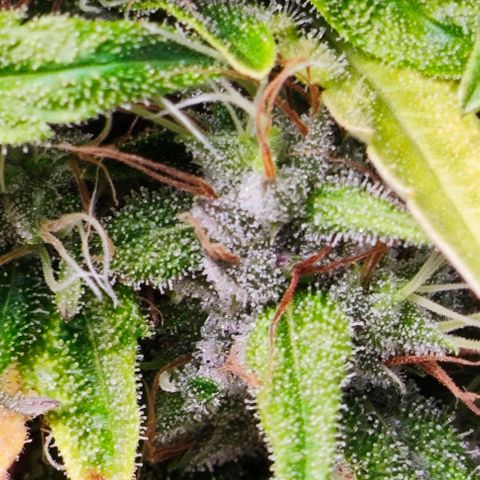 Green Crack CBD growlog timeline photo