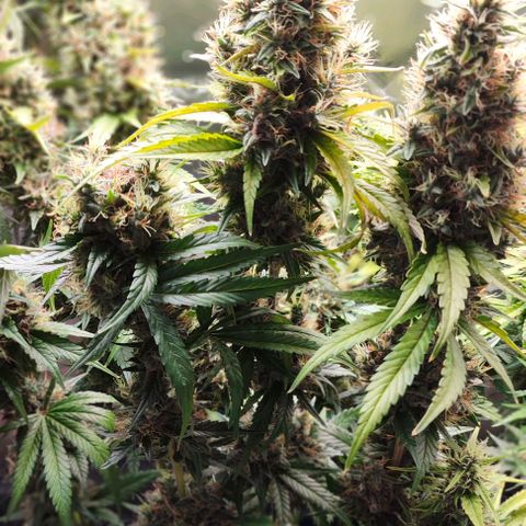 Green Crack CBD growlog timeline photo