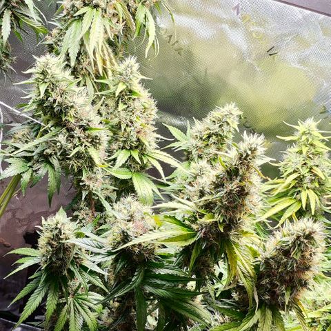 Green Crack CBD growlog timeline photo