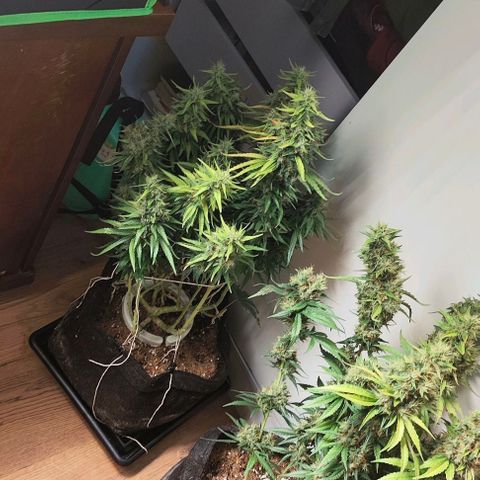 Green Crack CBD growlog timeline photo