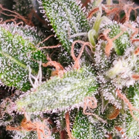 Green Crack CBD growlog timeline photo