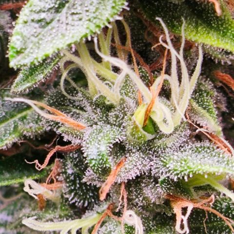 Green Crack CBD growlog timeline photo