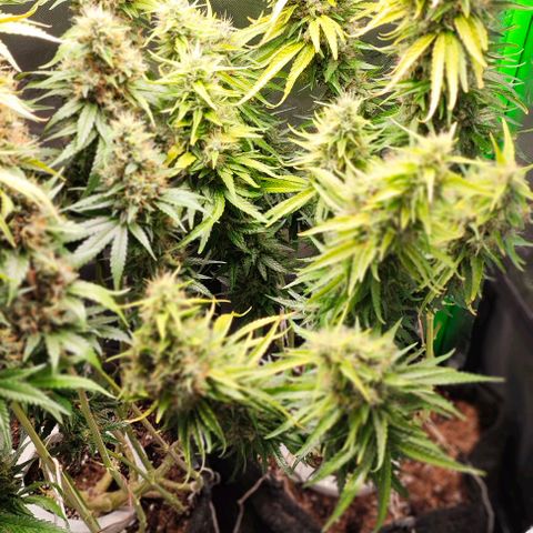 Green Crack CBD growlog timeline photo