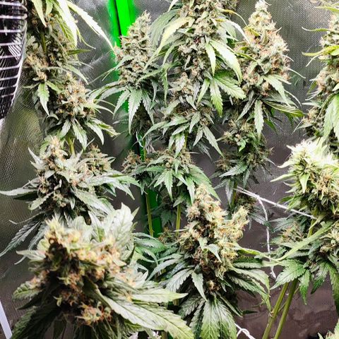 Green Crack CBD growlog timeline photo