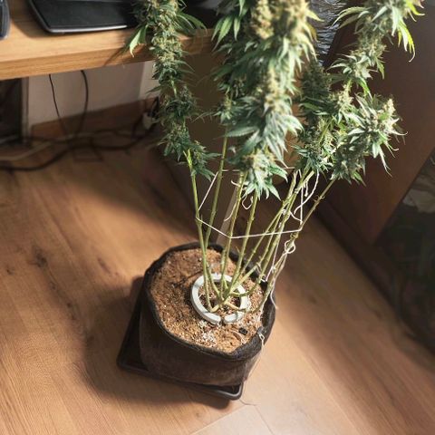 Green Crack CBD growlog timeline photo