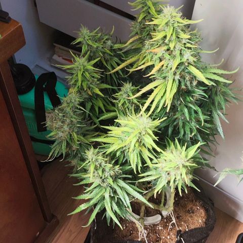 Green Crack CBD growlog timeline photo