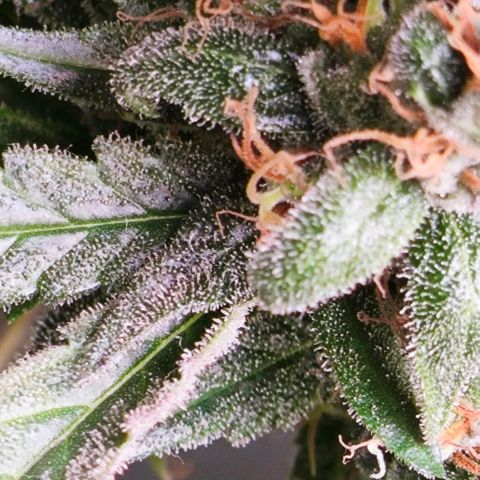 Green Crack CBD growlog timeline photo