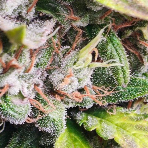 Green Crack CBD growlog timeline photo
