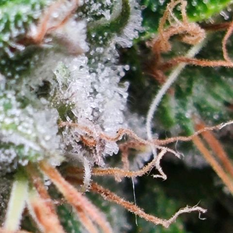 Green Crack CBD growlog timeline photo