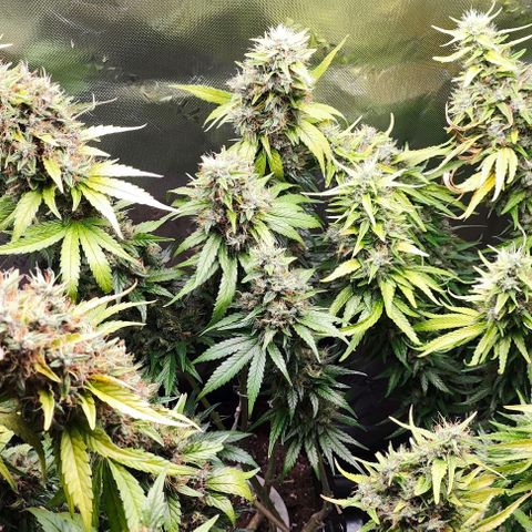 Green Crack CBD growlog timeline photo