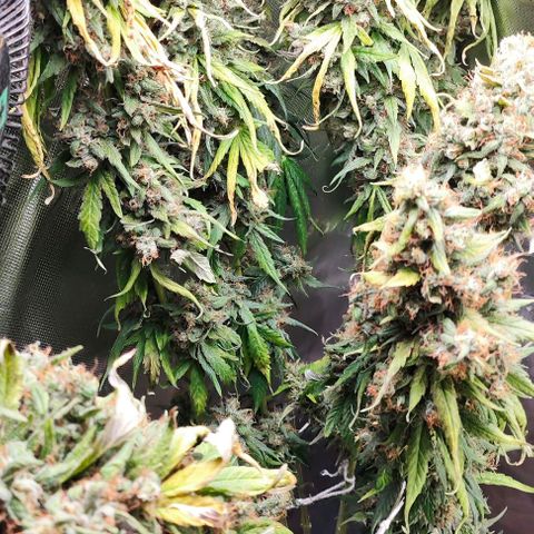 Green Crack CBD growlog timeline photo
