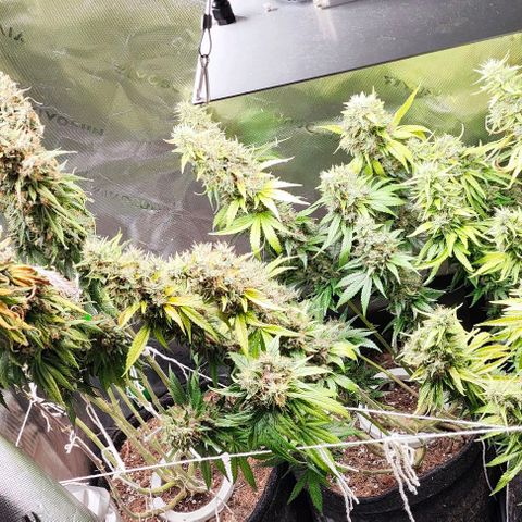 Green Crack CBD growlog timeline photo