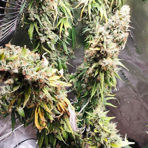 Green Crack CBD growlog timeline photo