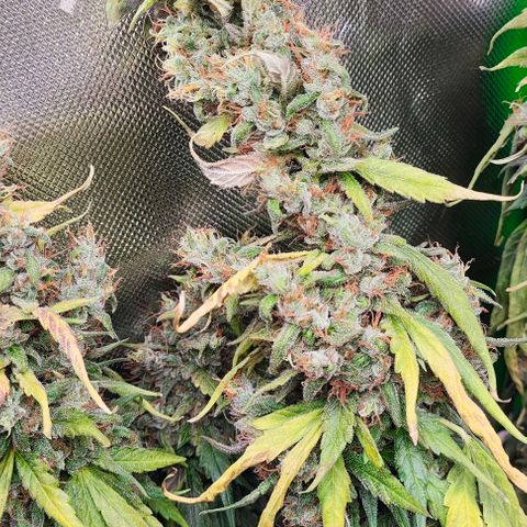 Green Crack CBD growlog timeline photo