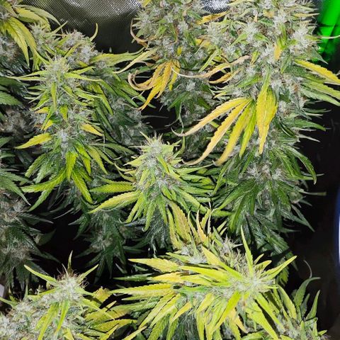 Green Crack CBD growlog timeline photo