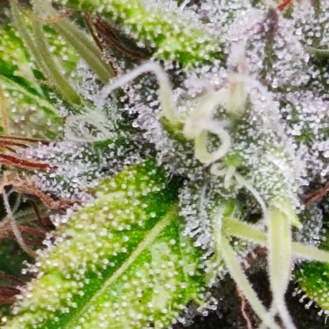 Green Crack CBD growlog timeline photo