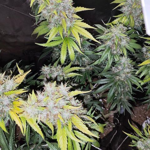Green Crack CBD growlog timeline photo