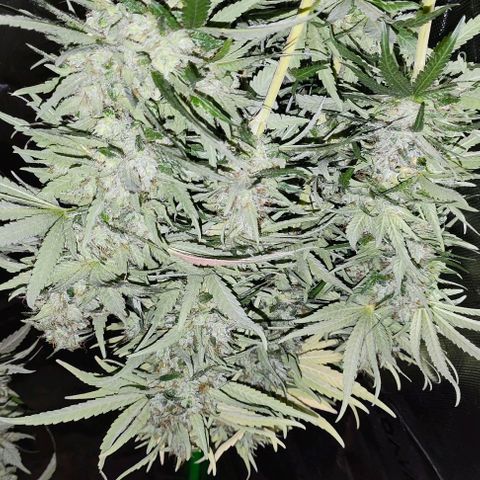 Green Crack CBD growlog timeline photo