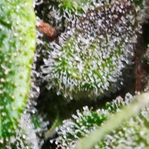 Green Crack CBD growlog timeline photo