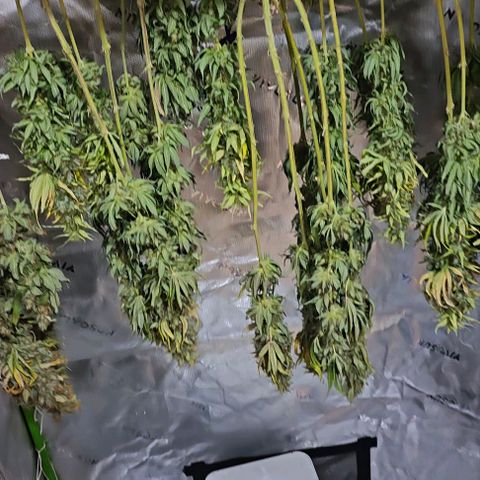 Green Crack CBD growlog timeline photo