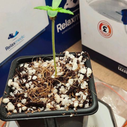 MAK OG AUTO - Pure Instinto growlog timeline photo
