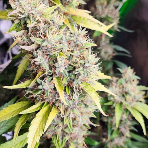 Green Crack CBD growlog timeline photo